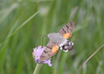Taubenschwänzchen (Macroglossum stellatarum) - © Emanuel Trummer
